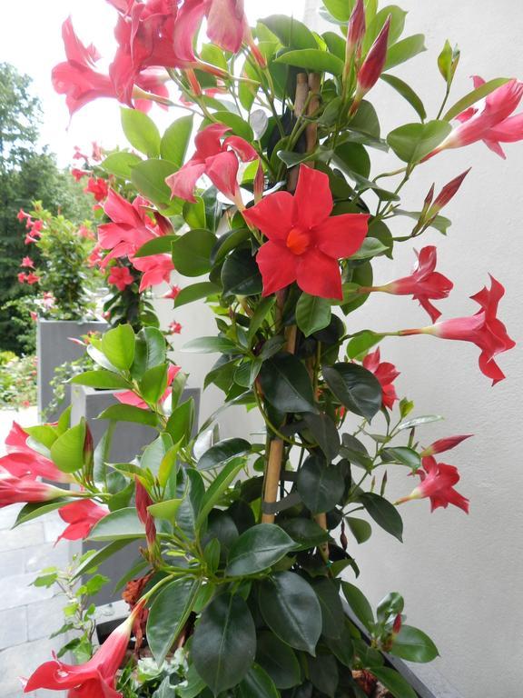 O Sixieme Sens Bed & Breakfast Williers Ngoại thất bức ảnh